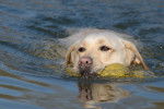 Photo Golden Retriever