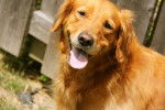 Libbie - Golden Retriever
