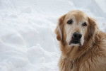 Photo Golden Retriever