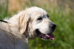 Photo Golden Retriever