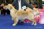 Run And Hunt Brdske zlato - Golden Retriever (2 ans et 9 mois)