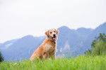 Photo Golden Retriever