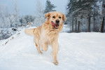 Un Golden Retriever qui court dans la neige avec la langue pendue