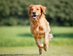 Photo Golden Retriever