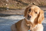 Photo Golden Retriever