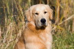 Photo Golden Retriever
