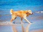 Photo Golden Retriever
