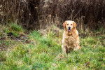 Photo Golden Retriever