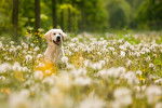 Un Golden Retriever assis dans un champ de fleurs