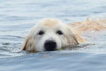 Photo Golden Retriever