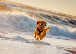 Un Golden Retriever brun courant sur la plage