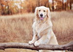 Un Golden Retriever se tient debout sur une branche d'arbre dans un champ