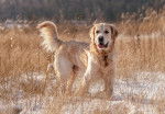 Photo Golden Retriever