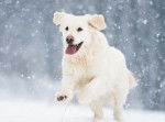 Un Golden Retriever blanc court dans la neige