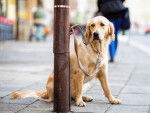Un Golden Retrivever attaché à un poteau sur le trottoir