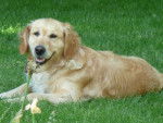 toscane - Golden Retriever (7 mois)