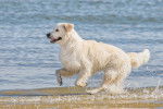 Photo Golden Retriever