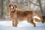 Un Golden Retriever debout dans la neige