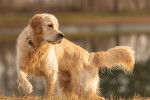 Un Golden Retriever tout mouillé sort d'un lac