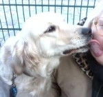 Maya aime tous le monde (à une conaissance ) - Golden Retriever (3 ans)