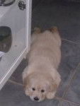 comptesse - Golden Retriever (6 mois)