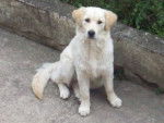 Diaz - Golden Retriever (7 mois)