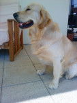 Etan (cherche partenaire LOF) - Golden Retriever Mâle (2 ans)