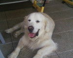 Poster - Golden Retriever Mâle (12 ans)