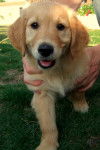 Lucky - Golden Retriever Mâle (2 mois)