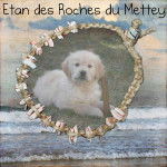 Etan - Golden Retriever Mâle (2 mois)