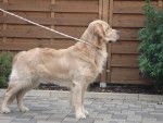 Etan Des Roches Du Mettey - Golden Retriever Mâle (2 ans)