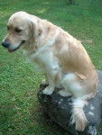 Bullit - Golden Retriever Mâle (3 ans)