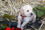 Exquise - Golden Retriever (1 mois)