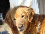 Kiara - Golden Retriever (10 ans)