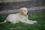 Spike - Golden Retriever Mâle (4 mois)