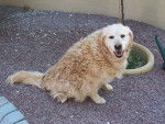 Maya - Golden Retriever (13 ans)