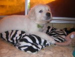 sandy - Golden Retriever (6 mois)