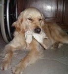 vegas chien pour handicapés - Golden Retriever Mâle (2 ans)