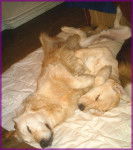 anouka et chétak handichiens - Golden Retriever Mâle (2 ans)