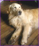 anouka - Golden Retriever (2 ans)