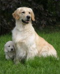 Chiot avec sa mère - Golden Retriever (5 ans)