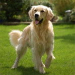Kayenne - Golden Retriever (5 ans)