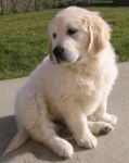 Tifly - Golden Retriever Mâle (3 mois)