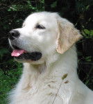 Kyle - Golden Retriever Mâle (2 ans)