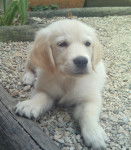 gary - Golden Retriever Mâle (9 mois)