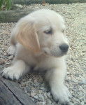 gary - Golden Retriever Mâle (9 mois)
