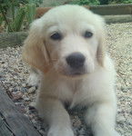 gary - Golden Retriever Mâle (9 mois)