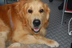 Caramel - Golden Retriever Mâle (4 ans)