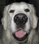 Alfie - Golden Retriever Mâle (1 an)