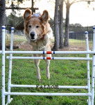 Fathom - Golden Retriever Mâle (5 ans)